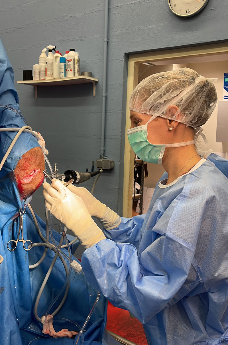 chirurgie colique chevaux - Clinique équine de Montfort