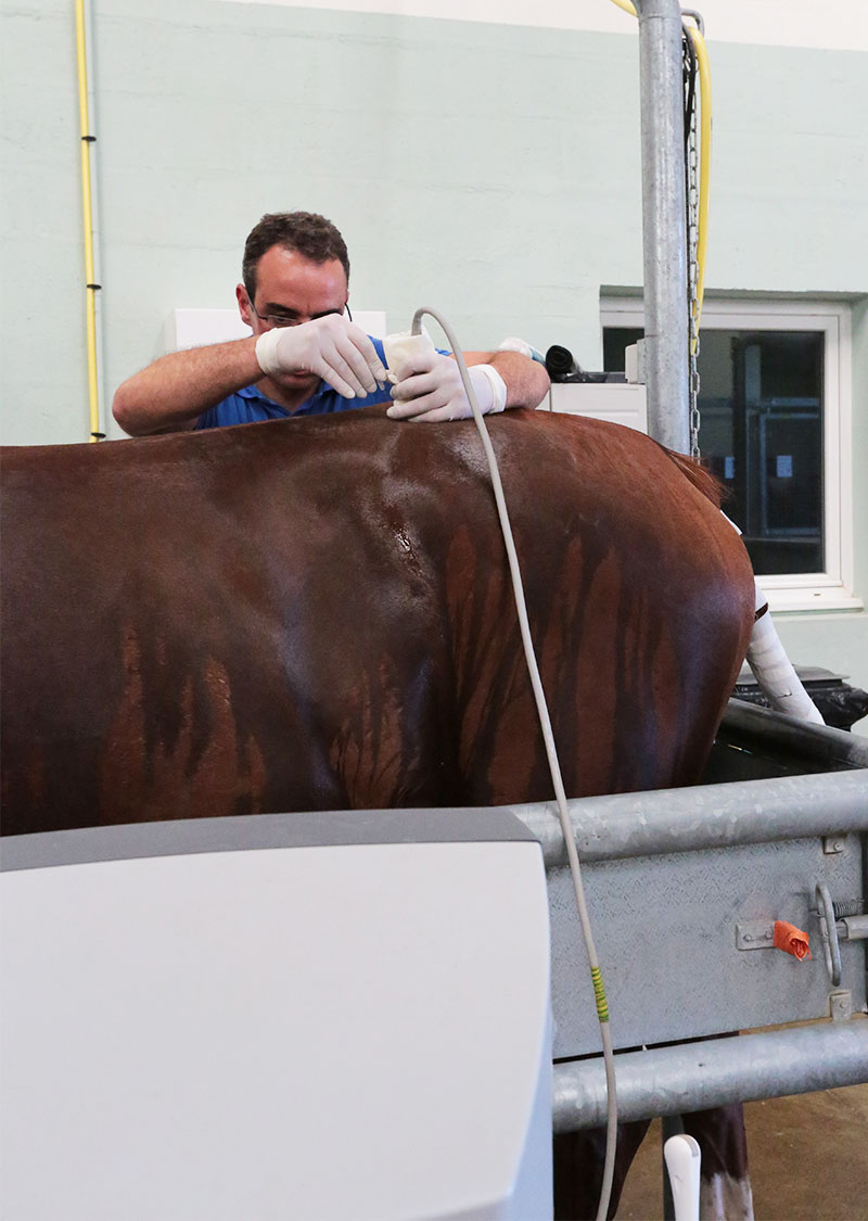 Medecine interne - Clinique équine de Montfort
