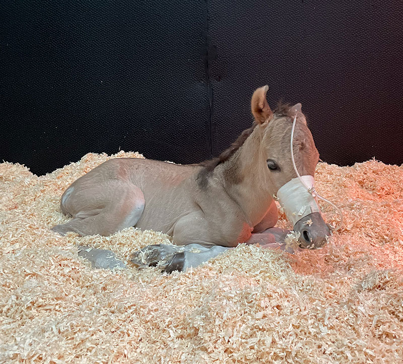 Neonatalogie équine Clinique équine de Montfort