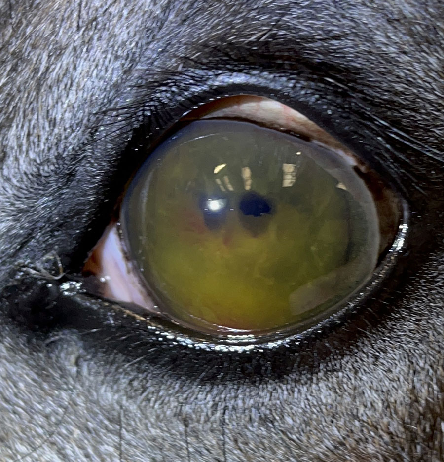 Ophtalmologie équine clinique de Montfort