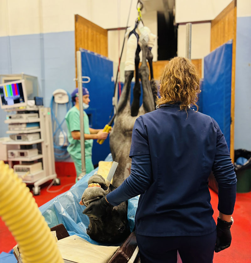 Urgences vétérinaires chevaux clinique équine de Montfort