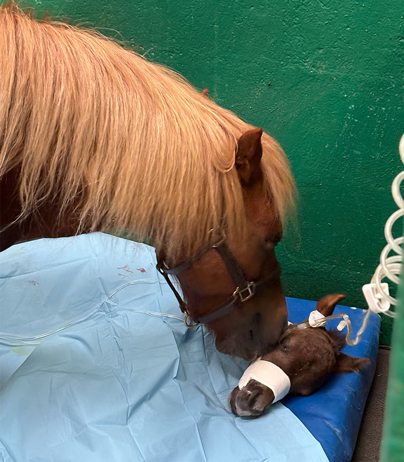Urgences vétérinaires équines - clinique équine de Montfort