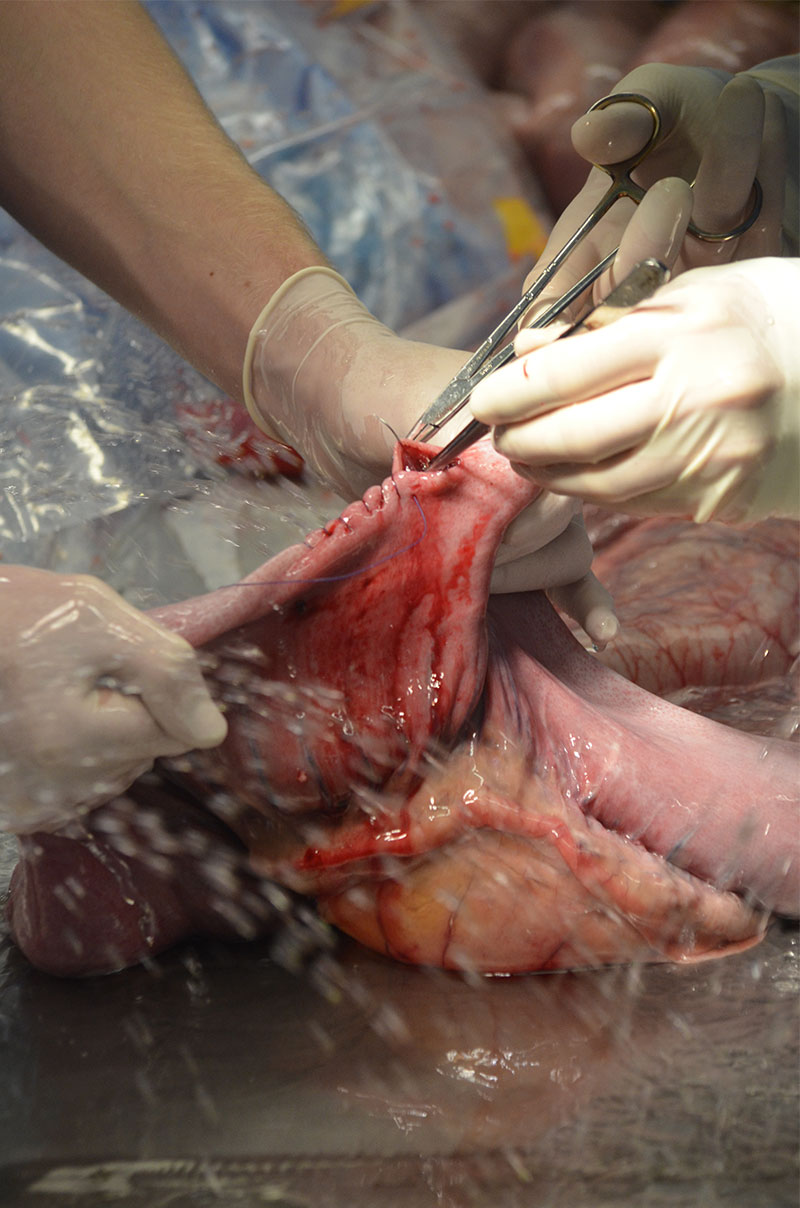 chirurgie colique chevaux - Clinique équine de Montfort