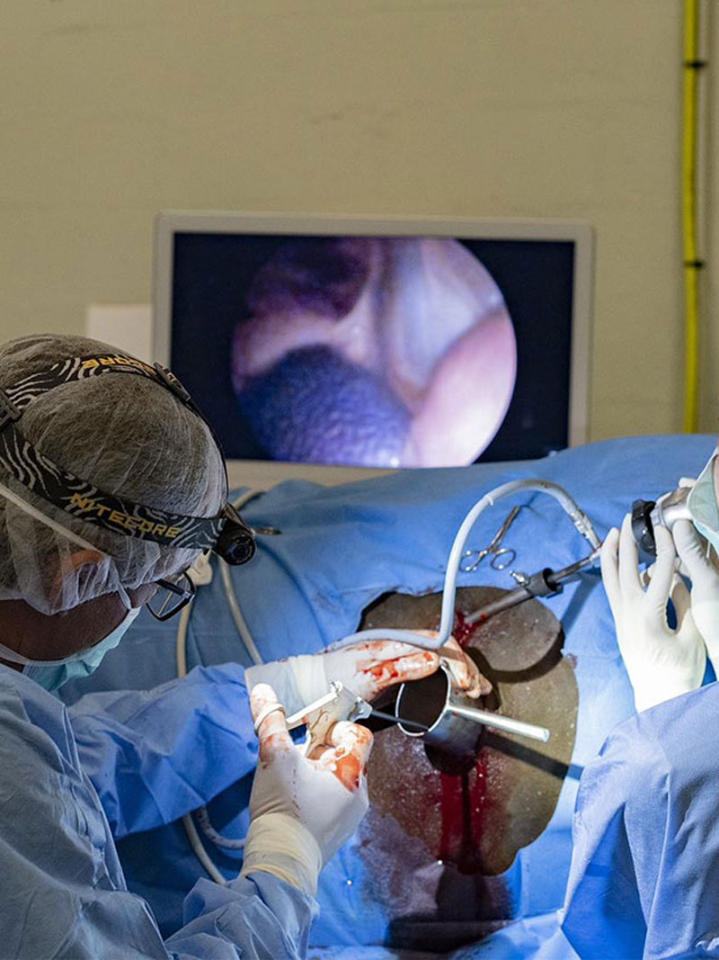 chirurgie osseuse - Clinique équine de Montfort