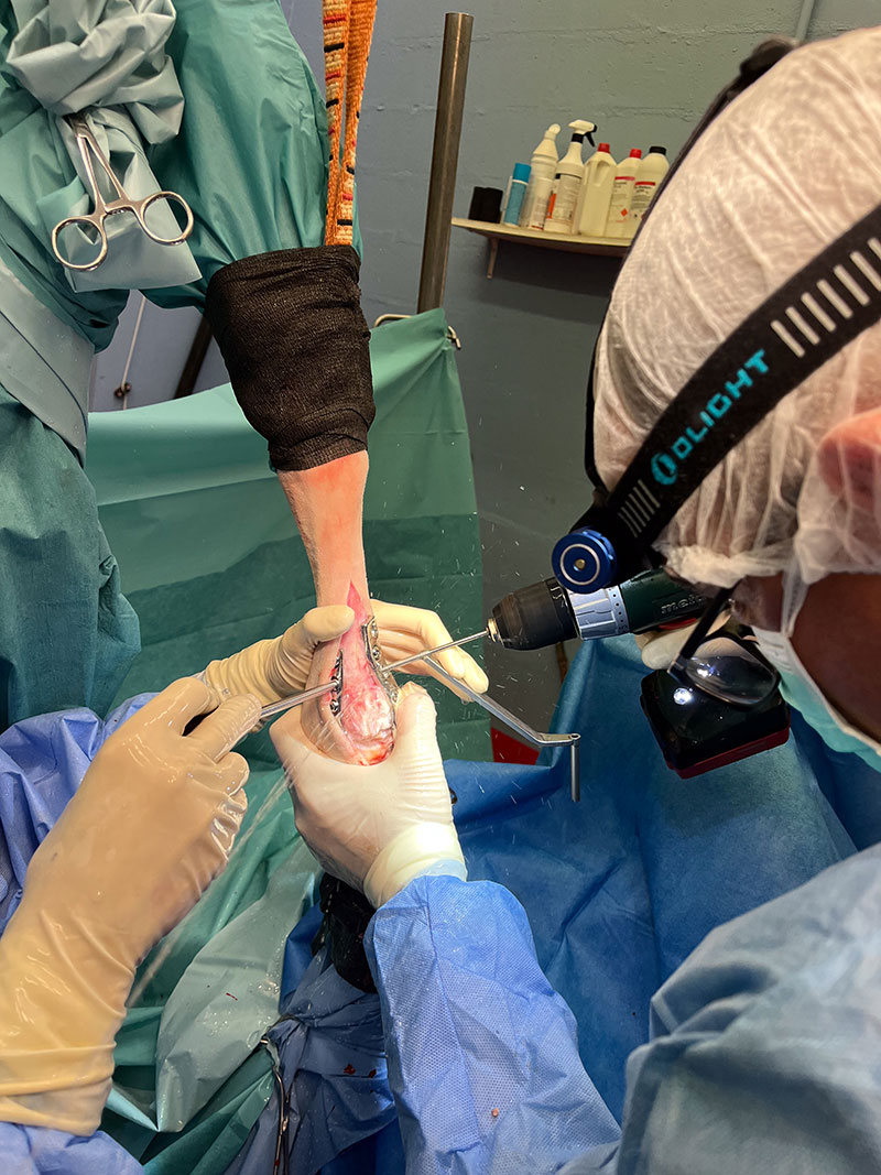 chirurgie osseuse - Clinique équine de Montfort