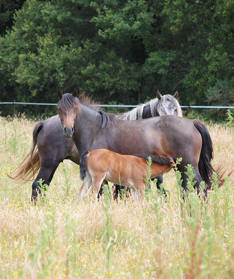 Gynécologie équine - Clinique équine de Montfort