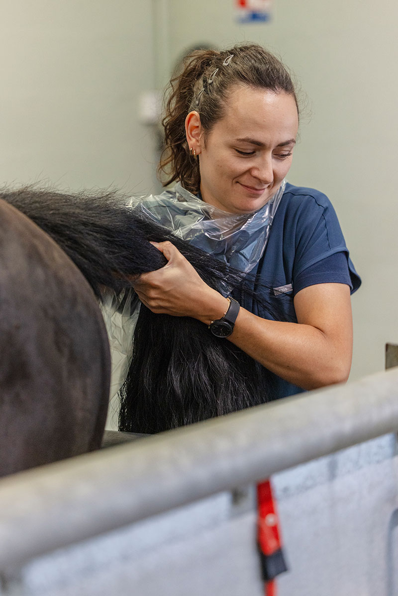 gynécologie équine - clinique de Montfort