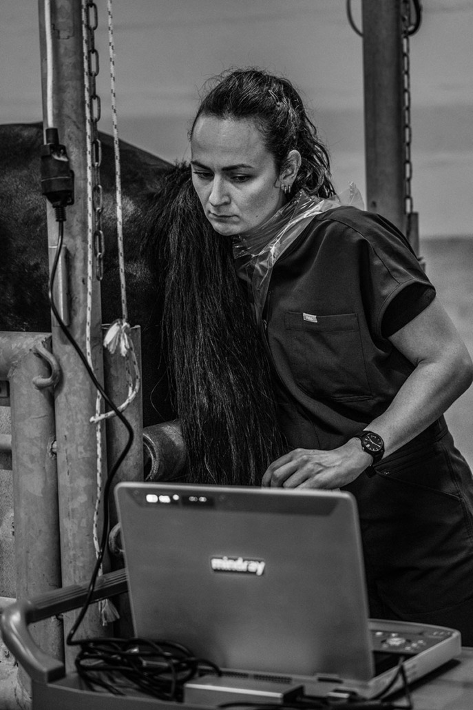 imagerie équine clinique de Montfort