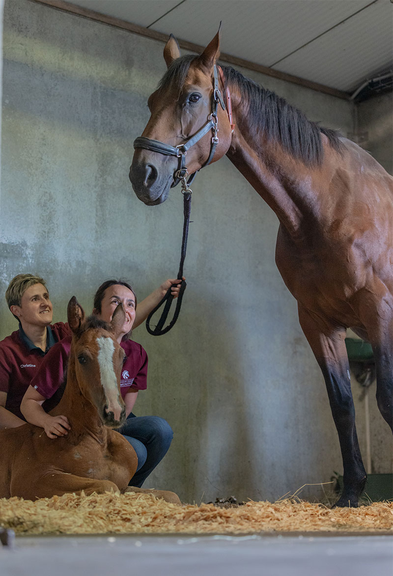 Laboratoire d'analyses chevaux - Clinique équine de Montfort