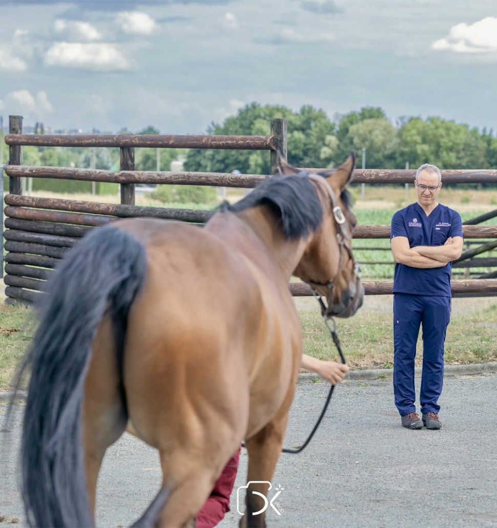orthopédie - Clinique équine de Montfort