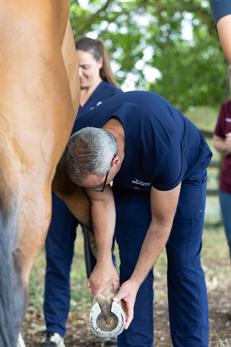 Vétérinaire équin à domicile - Clinique équine de Montfort - Le mans