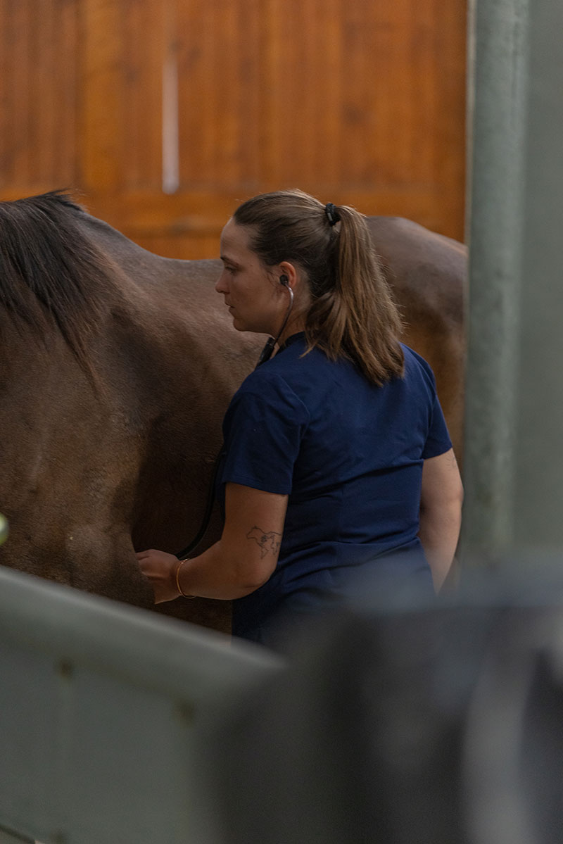 visite d'achat chevaux le Mans - Clinique de Montfort