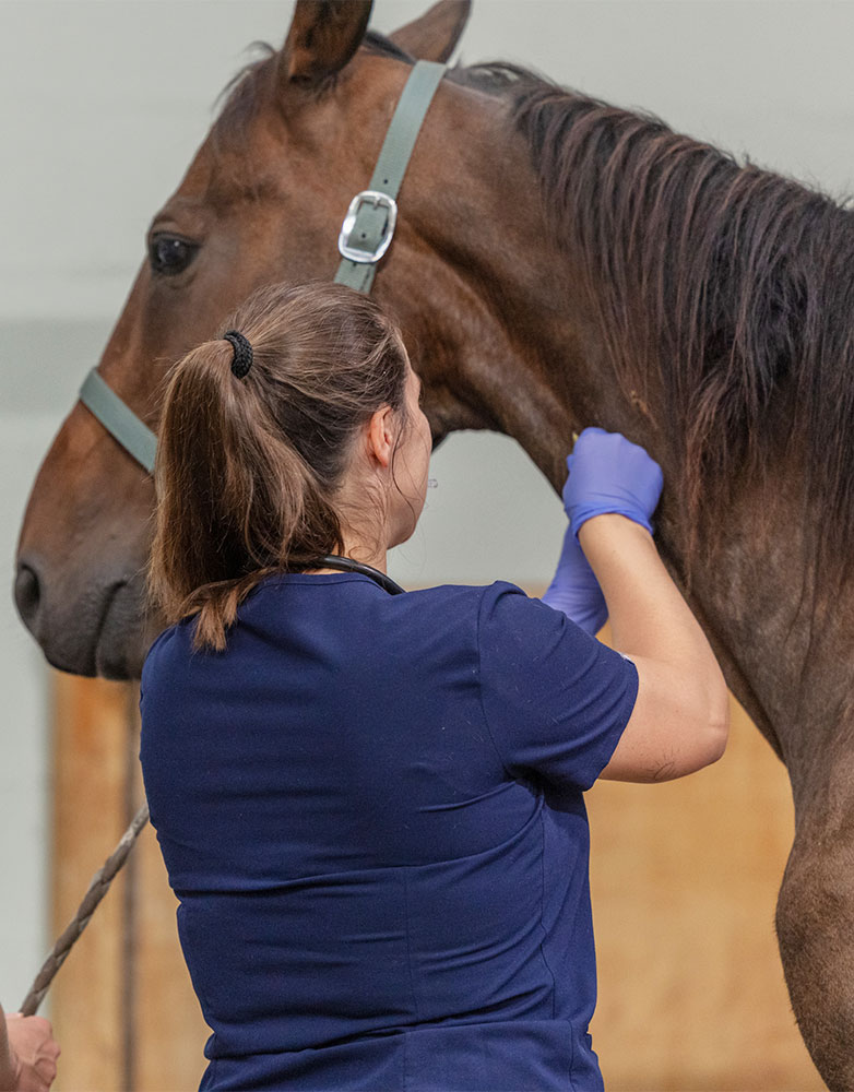 médecine interne clinique équine de Montfort